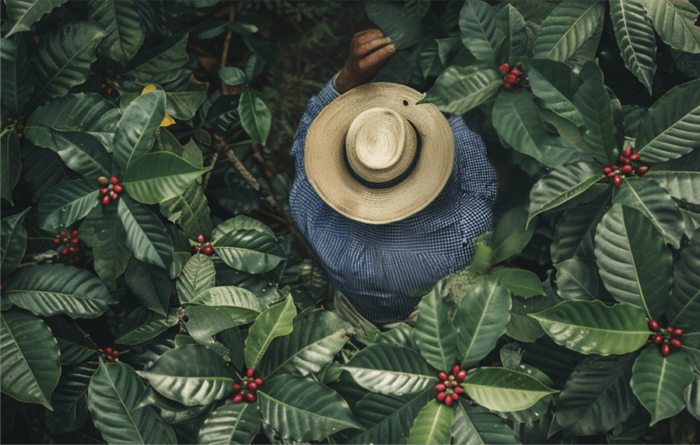 The coffee route